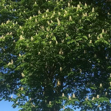 Het Uilennest Wijdenes