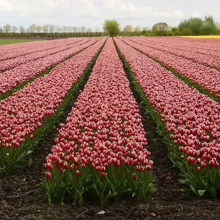 Het Uilennest *
