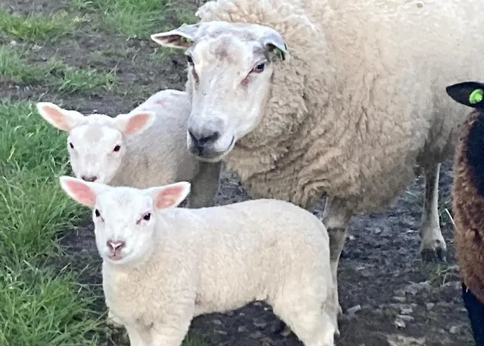 בית נופש Het Uilennest Wijdenes