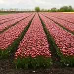 Het Uilennest *